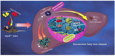 Graphical abstract: Nobiletin mitigates NAFLD via lipophagy and inflammation