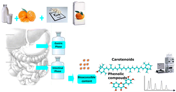 Graphical abstract: Assessment of in vitro bioaccessibility of carotenoids and phenolic compounds in a model milk–mandarine beverage