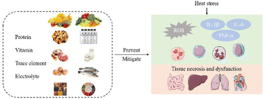 Graphical abstract: The adverse effect of heat stress and potential nutritional interventions