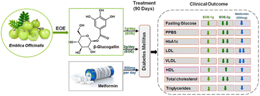 Graphical abstract: Novel Emblica officinalis extract containing β-glucogallin vs. metformin: a randomized, open-label, comparative efficacy study in newly diagnosed type 2 diabetes mellitus patients with dyslipidemia