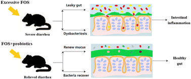 Graphical abstract: Dysregulation of intestinal flora: excess prepackaged soluble fibers damage the mucus layer and induce intestinal inflammation