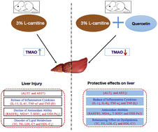 Graphical abstract: Quercetin inhibits hepatotoxic effects by reducing trimethylamine-N-oxide formation in C57BL/6J mice fed with a high l-carnitine diet