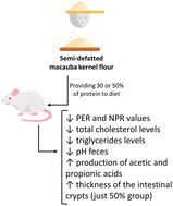 Graphical abstract: Macauba (Acrocomia aculeata) kernel has good protein quality and improves the lipid profile and short chain fatty acids content in Wistar rats