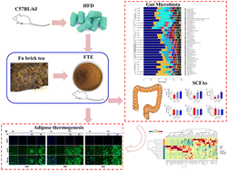 Graphical abstract: Fu brick tea protects against high-fat diet-induced obesity phenotypes via promoting adipose browning and thermogenesis in association with gut microbiota