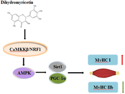 Graphical abstract: Dihydromyricetin alters myosin heavy chain expression via AMPK signaling pathway in porcine myotubes