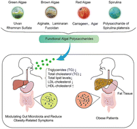 Graphical abstract: Algal polysaccharides and derivatives as potential therapeutics for obesity and related metabolic diseases