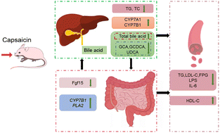 Graphical abstract: Capsaicin regulates dyslipidemia by altering the composition of bile acids in germ-free mice