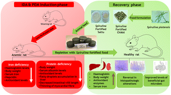 Graphical abstract: Arthrospira platensis (Spirulina) fortified functional foods ameliorate iron and protein malnutrition by improving growth and modulating oxidative stress and gut microbiota in rats