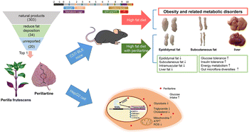 Graphical abstract: Perillartine protects against metabolic associated fatty liver in high-fat diet-induced obese mice