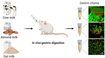 Graphical abstract: Gastric digestion of cow milk, almond milk and oat milk in rats