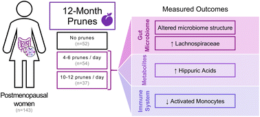 Graphical abstract: Prune supplementation for 12 months alters the gut microbiome in postmenopausal women