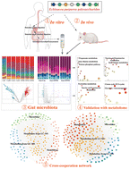 Graphical abstract: The combination of microbiome and metabolome to analyze the cross-cooperation mechanism of Echinacea purpurea polysaccharide with the gut microbiota in vitro and in vivo