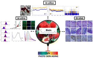 Graphical abstract: Multispectroscopic, virtual and in vivo insights into the photoaging defense mediated by the natural food colorant bixin