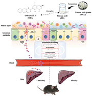 Graphical abstract: Potential protective mechanism of Tibetan kefir underlying gut-derived liver injury induced by ochratoxin A