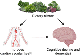 Graphical abstract: Potential role of dietary nitrate in relation to cardiovascular and cerebrovascular health, cognition, cognitive decline and dementia: a review