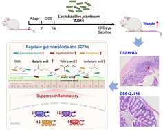 Graphical abstract: Lactobacillus plantarum ZJ316 alleviates ulcerative colitis by inhibiting inflammation and regulating short-chain fatty acid levels and the gut microbiota in a mouse model