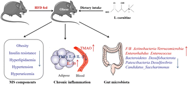 Graphical abstract: Dietary supplementation of l-carnitine ameliorates metabolic syndrome independent of trimethylamine N-oxide produced by gut microbes in high-fat diet-induced obese mice