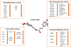 Graphical abstract: Effects of curcumin, a bioactive component of turmeric, on type 2 diabetes mellitus and its complications: an updated review