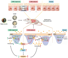 Graphical abstract: Acidic Stigma maydis polysaccharides protect against podocyte injury in membranous nephropathy by maintenance of glomerular filtration barrier integrity and gut-kidney axis