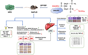 Graphical abstract: DHA-enriched phosphatidylcholine from Clupea harengus roes regulates the gut–liver axis to ameliorate high-fat diet-induced non-alcoholic fatty liver disease