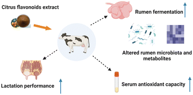 Graphical abstract: Dietary citrus flavonoid extract improves lactational performance through modulating rumen microbiome and metabolites in dairy cows