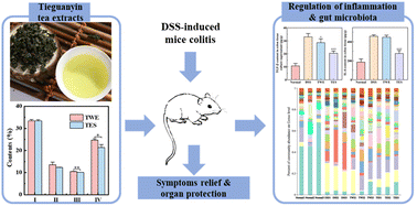 Graphical abstract: Tieguanyin extracts ameliorated DSS-induced mouse colitis by suppressing inflammation and regulating intestinal microbiota