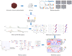 Graphical abstract: An integrated study on the comprehensive mechanism of Schisandra chinensis polysaccharides mitigating Alzheimer's disease in rats using a UPLC-Q-TOF-MS based serum and urine metabolomics strategy