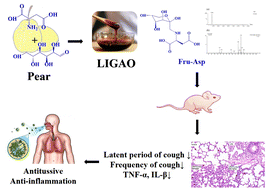 Graphical abstract: Formation of Amadori compounds in LIGAO (concentrated pear juice) processing and the effects of Fru-Asp on cough relief and lung moisturization in mice