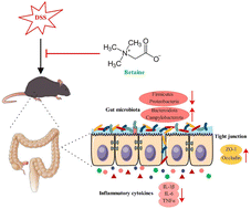 Graphical abstract: Betaine supplementation alleviates dextran sulfate sodium-induced colitis via regulating the inflammatory response, enhancing the intestinal barrier, and altering gut microbiota