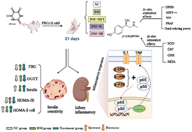 Graphical abstract: p-Synephrine ameliorates alloxan-induced diabetes mellitus through inhibiting oxidative stress and inflammation via suppressing the NF-kappa B and MAPK pathways