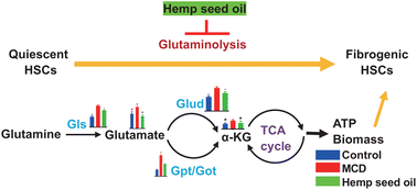 Graphical abstract: Integration of transcriptomics and metabonomics revealed the protective effects of hemp seed oil against methionine–choline-deficient diet-induced non-alcoholic steatohepatitis in mice