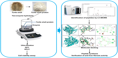 Graphical abstract: Screening of anti-liver fibrosis peptides from turtle shell protein using two-enzyme hydrolysis by molecular docking