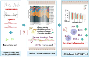 Graphical abstract: In vitro fermentation of seaweed polysaccharides and tea polyphenol blends by human intestinal flora and their effects on intestinal inflammation