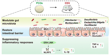 Graphical abstract: Poria cocos oligosaccharides ameliorate dextran sodium sulfate-induced colitis mice by regulating gut microbiota dysbiosis