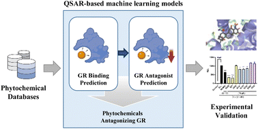 Graphical abstract: A machine learning-integrated stepwise method to discover novel anti-obesity phytochemicals that antagonize the glucocorticoid receptor