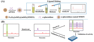 Graphical abstract: Identification of yeast α-glucosidase inhibitors from Pueraria lobata by ligand fishing based on magnetic mesoporous silicon combined with knock-out/knock-in technology