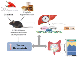 Graphical abstract: Capsaicin ameliorates diet-induced disturbances of glucose homeostasis and gut microbiota in mice associated with the circadian clock