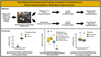 Graphical abstract: Trait stacking simultaneously enhances provitamin A carotenoid and mineral bioaccessibility in biofortified Sorghum bicolor