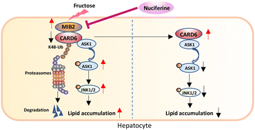 Graphical abstract: Nuciferine blocks MIB2-mediated CARD6 polyubiquitination and degradation in the amelioration of high fructose-induced liver lipid accumulation