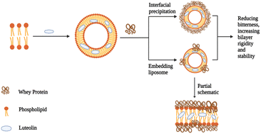 Graphical abstract: Bitterness-masking assessment of luteolin encapsulated in whey protein isolate-coated liposomes