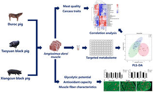 Graphical abstract: Muscle characteristics comparison and targeted metabolome analysis reveal differences in carcass traits and meat quality of three pig breeds