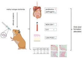 Graphical abstract: Both live and heat-killed Bifidobacterium animalis J-12 alleviated oral ulcers in LVG golden Syrian hamsters by gavage by directly intervening in the intestinal flora structure