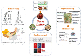 Graphical abstract: A comprehensive review on the ethnobotany, phytochemistry, pharmacology and quality control of the genus Lycium in China