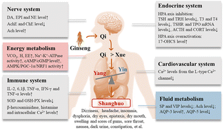 Graphical abstract: Ginseng and “Shanghuo” (fireness): a comprehensive review from the viewpoints of TCM theory and modern science