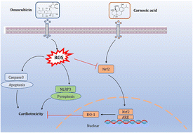 Graphical abstract: Carnosic acid protects against doxorubicin-induced cardiotoxicity through enhancing the Nrf2/HO-1 pathway