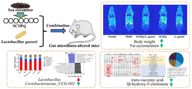 Graphical abstract: Sea cucumber sulfated polysaccharides and Lactobacillus gasseri synergistically ameliorate the overweight induced by altered gut microbiota in mice