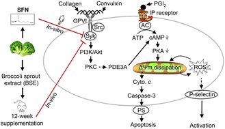 Graphical abstract: Sulforaphane attenuates glycoprotein VI-mediated platelet mitochondrial dysfunction through up-regulating the cAMP/PKA signaling pathway in vitro and in vivo
