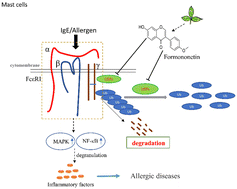 Graphical abstract: Natural isoflavone formononetin inhibits IgE-mediated mast cell activation and allergic inflammation by increasing IgE receptor degradation