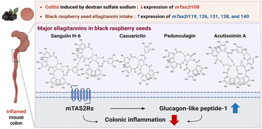 Graphical abstract: Anti-inflammatory activities of black raspberry seed ellagitannins and their structural effects on the stimulation of glucagon-like peptide-1 secretion and intestinal bitter taste receptors