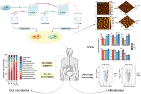 Graphical abstract: In vitro effects of two polysaccharide fractions from Laminaria japonica on gut microbiota and metabolome
